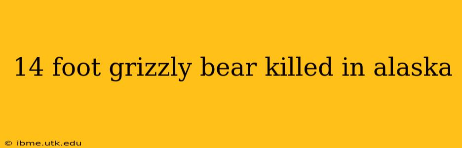 14 foot grizzly bear killed in alaska