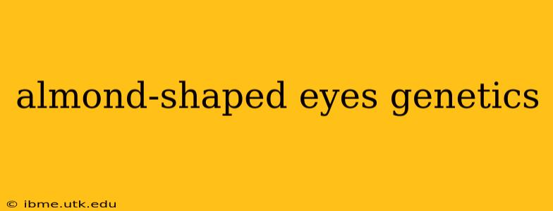almond-shaped eyes genetics