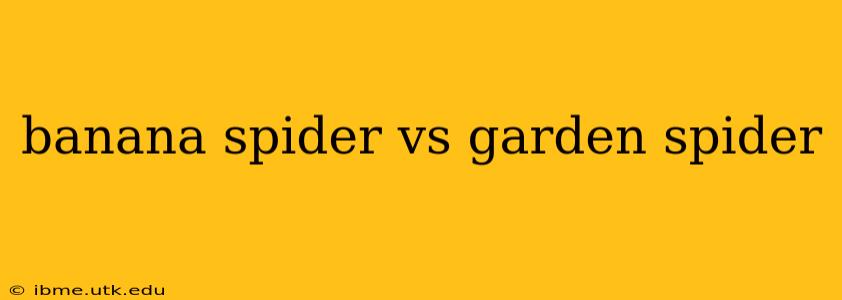 banana spider vs garden spider