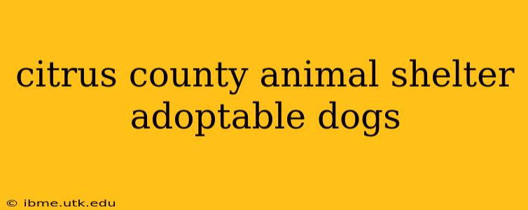 citrus county animal shelter adoptable dogs