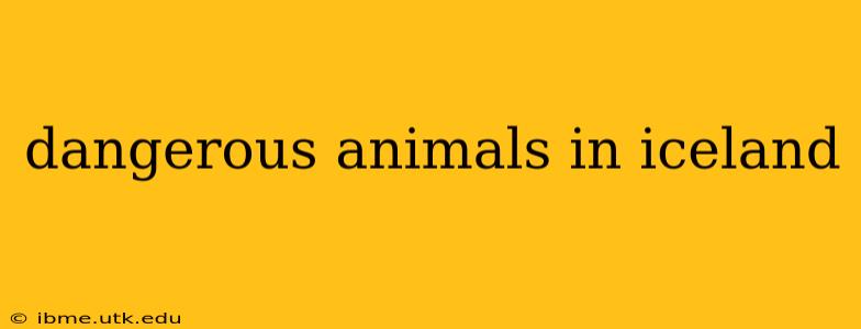 dangerous animals in iceland