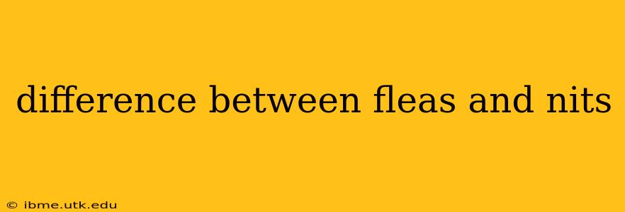 difference between fleas and nits