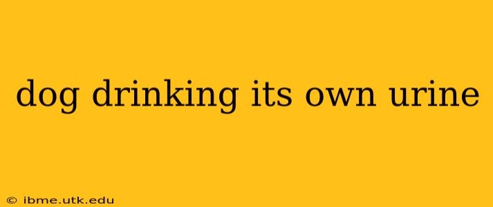 dog drinking its own urine