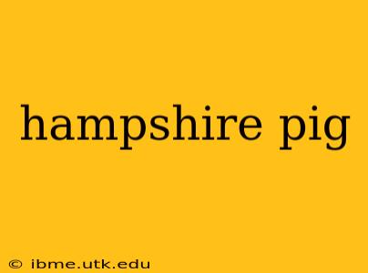 hampshire pig