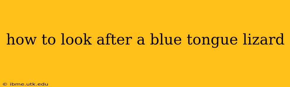 how to look after a blue tongue lizard