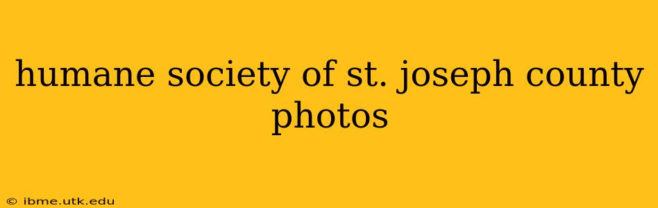 humane society of st. joseph county photos