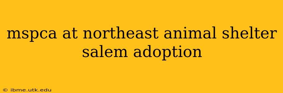 mspca at northeast animal shelter salem adoption