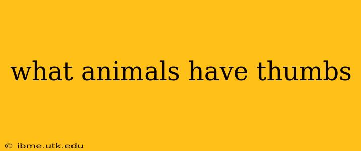 what animals have thumbs