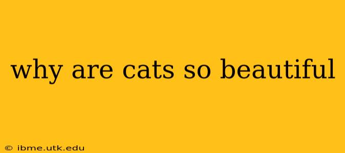 why are cats so beautiful